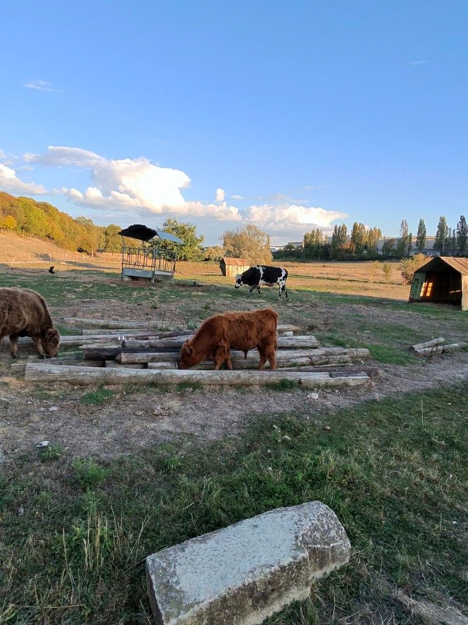 Highland cows grazing in a meadow at sunset